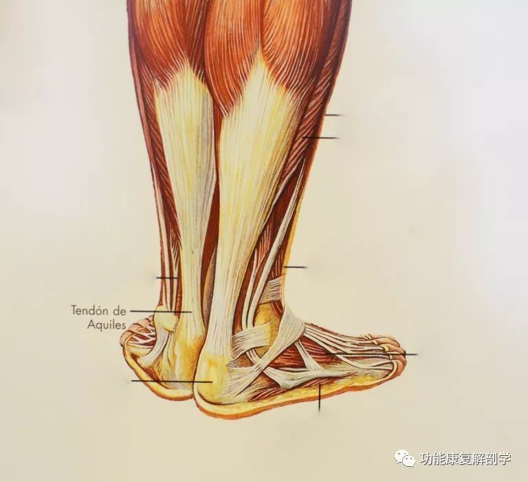 止点性跟腱炎如何治疗,中医治疗跟腱炎的方法