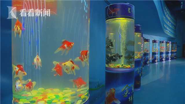 海昌极地水下舞龙拜年,海昌极地海洋公园水下舞龙