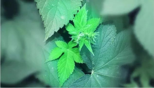 脖子后颈僵硬酸痛怎么缓解,脖子肩膀僵硬酸痛买什么膏药