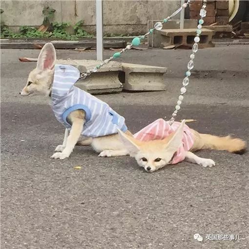 野生大熊猫凶残的一面蜜袋鼯,蜜袋鼯和龙猫哪个寿命比较长