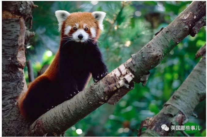 野生大熊猫凶残的一面蜜袋鼯,蜜袋鼯和龙猫哪个寿命比较长