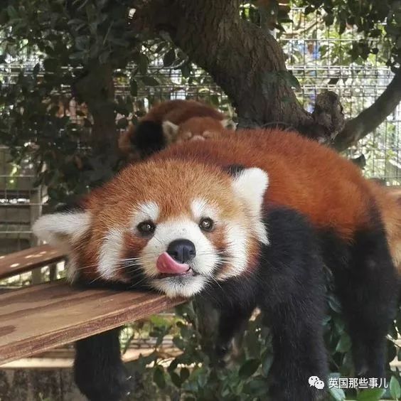 野生大熊猫凶残的一面蜜袋鼯,蜜袋鼯和龙猫哪个寿命比较长