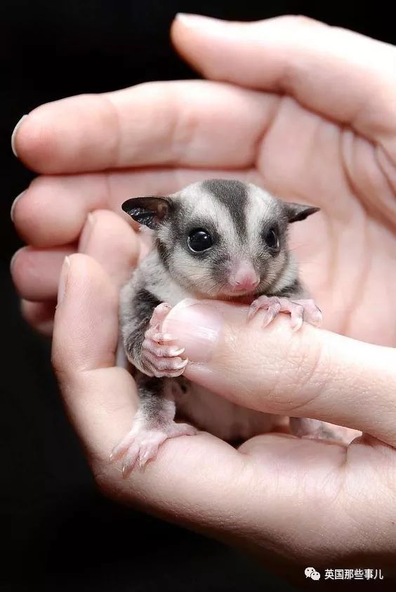 野生大熊猫凶残的一面蜜袋鼯,蜜袋鼯和龙猫哪个寿命比较长