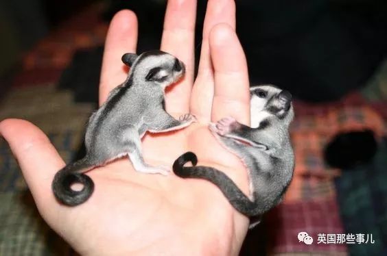 野生大熊猫凶残的一面蜜袋鼯,蜜袋鼯和龙猫哪个寿命比较长