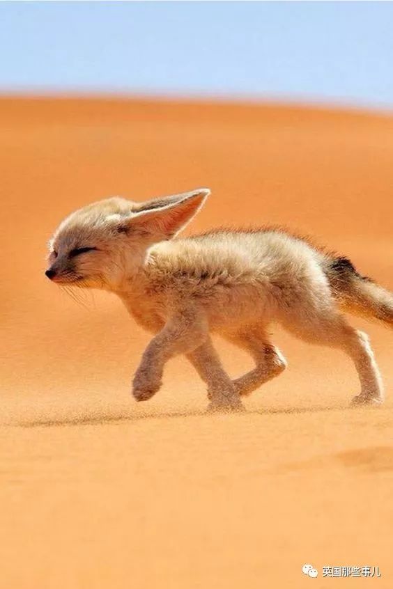 野生大熊猫凶残的一面蜜袋鼯,蜜袋鼯和龙猫哪个寿命比较长