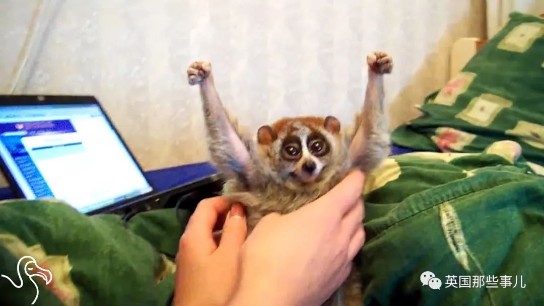 野生大熊猫凶残的一面蜜袋鼯,蜜袋鼯和龙猫哪个寿命比较长