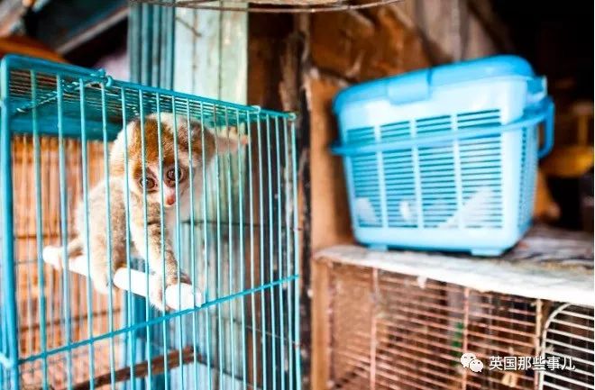 野生大熊猫凶残的一面蜜袋鼯,蜜袋鼯和龙猫哪个寿命比较长