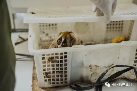 野生大熊猫凶残的一面蜜袋鼯,蜜袋鼯和龙猫哪个寿命比较长