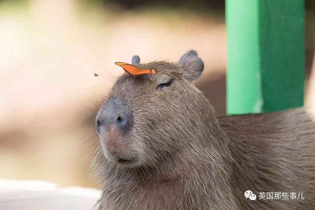 野生大熊猫凶残的一面蜜袋鼯,蜜袋鼯和龙猫哪个寿命比较长