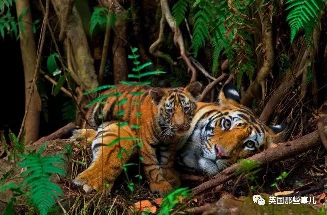 野生大熊猫凶残的一面蜜袋鼯,蜜袋鼯和龙猫哪个寿命比较长