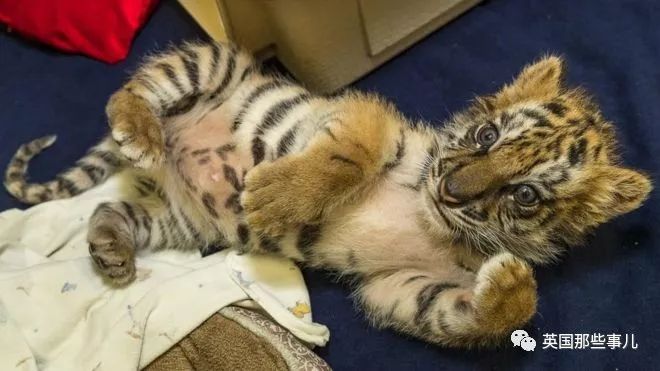 野生大熊猫凶残的一面蜜袋鼯,蜜袋鼯和龙猫哪个寿命比较长