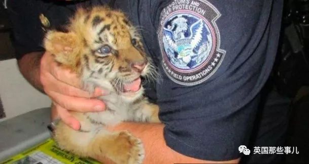 野生大熊猫凶残的一面蜜袋鼯,蜜袋鼯和龙猫哪个寿命比较长