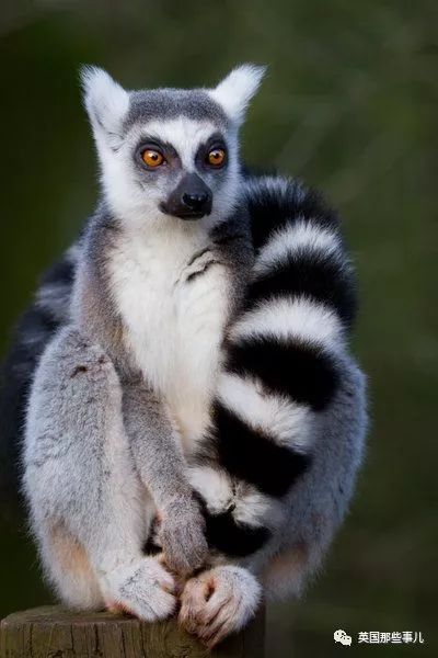 野生大熊猫凶残的一面蜜袋鼯,蜜袋鼯和龙猫哪个寿命比较长