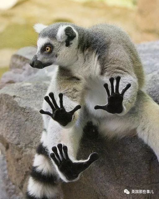 野生大熊猫凶残的一面蜜袋鼯,蜜袋鼯和龙猫哪个寿命比较长