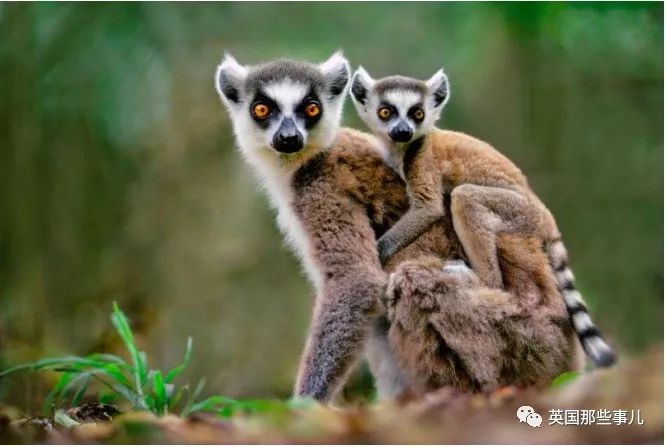 野生大熊猫凶残的一面蜜袋鼯,蜜袋鼯和龙猫哪个寿命比较长
