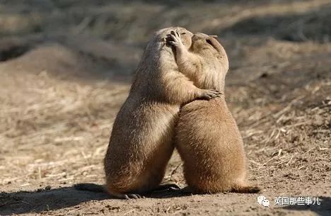 野生大熊猫凶残的一面蜜袋鼯,蜜袋鼯和龙猫哪个寿命比较长