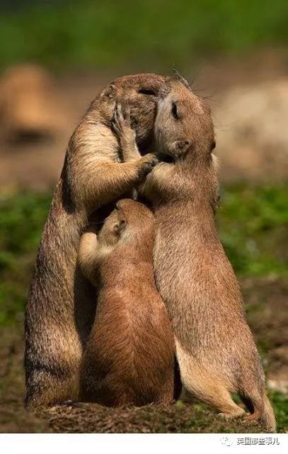 野生大熊猫凶残的一面蜜袋鼯,蜜袋鼯和龙猫哪个寿命比较长