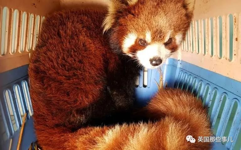 野生大熊猫凶残的一面蜜袋鼯,蜜袋鼯和龙猫哪个寿命比较长