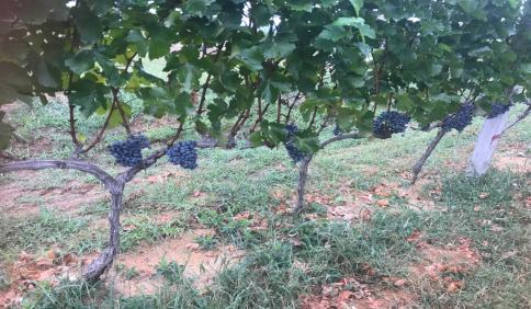 面向大海，春暖花开——龙亭酒庄