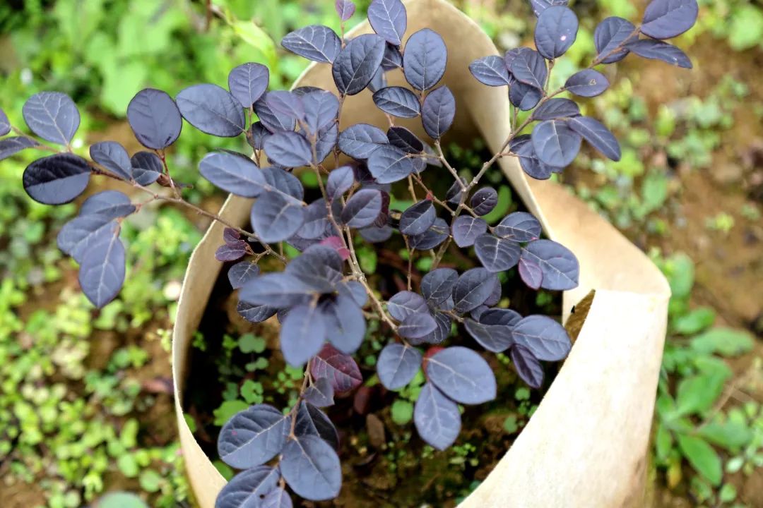 中山大型花卉绿植种植基地,中山绿化苗木工程
