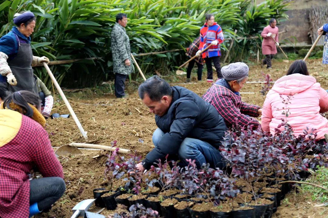 中山大型花卉绿植种植基地,中山绿化苗木工程