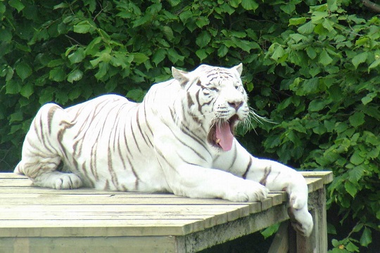 红色的小猪是佩奇，白色的小猪小鸟小松鼠是啥？