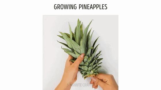 在家种菜，不用土不用肥，“一张纸”就搞定