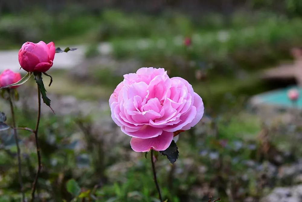 花田小镇过年,花田古镇旅游攻略