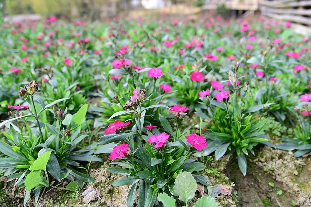 花田小镇过年,花田古镇旅游攻略