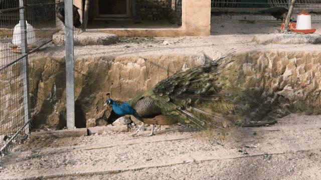 花田小镇过年,花田古镇旅游攻略
