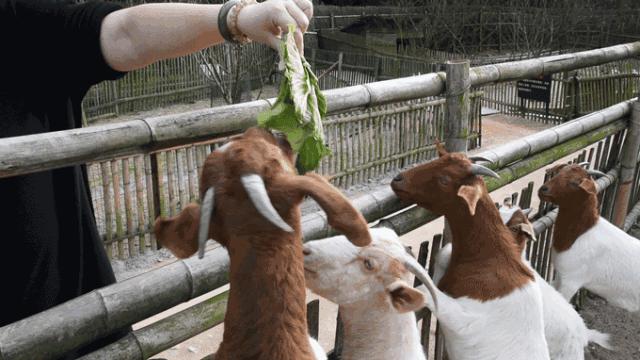 花田小镇过年,花田古镇旅游攻略