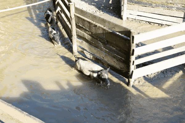 花田小镇过年,花田古镇旅游攻略