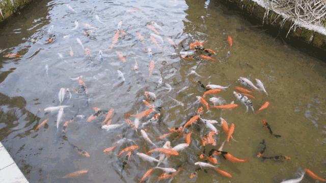 花田小镇过年,花田古镇旅游攻略