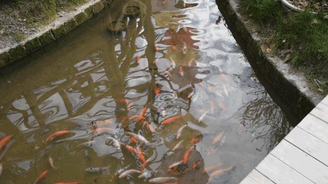 花田小镇过年,花田古镇旅游攻略