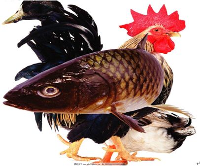 耳鼻喉医学小常识之异物篇,耳鼻喉医生调侃句子