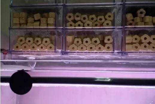 老鼠鱼清理鱼缸粪便效果如何,底砂过滤鱼缸粪便怎么清理