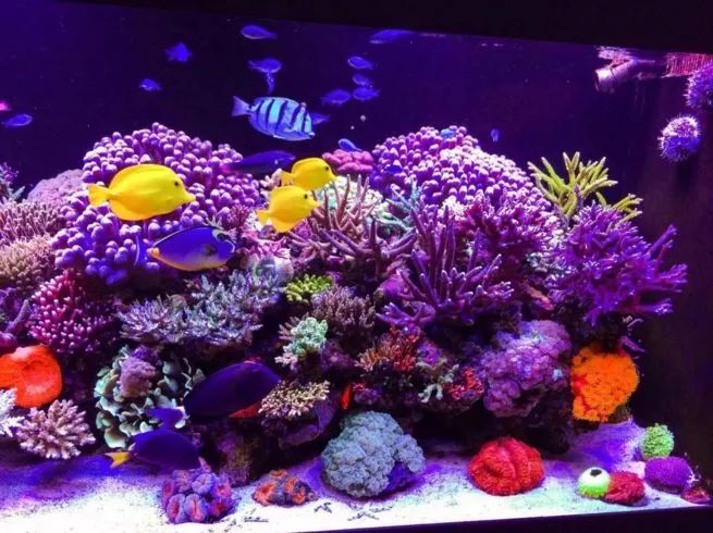 四招帮助海水观赏鱼安然过冬,观赏鱼冬季如何防寒