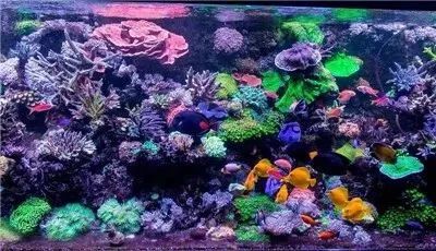 四招帮助海水观赏鱼安然过冬,观赏鱼冬季如何防寒