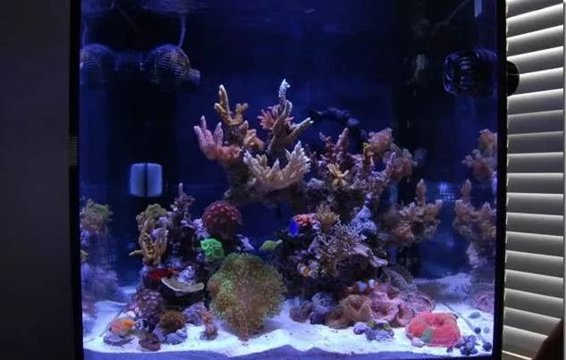 四招帮助海水观赏鱼安然过冬,观赏鱼冬季如何防寒