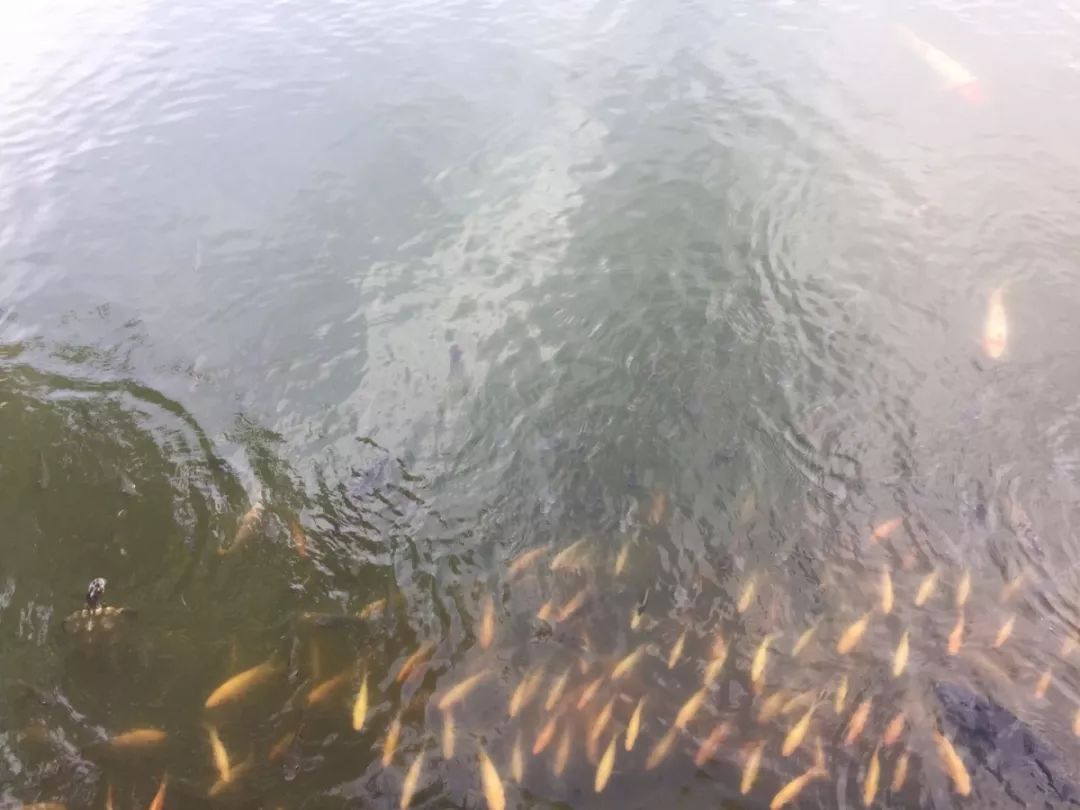 女婿搞定岳父母电视剧,女婿搞定老丈人的话