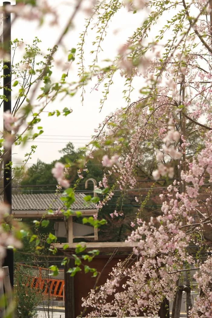 诗词丨史上最惊才绝艳的诗人，一句诗便照耀千古