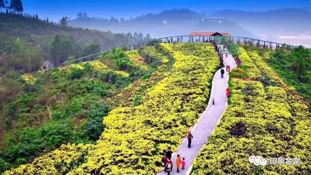 金堂赏花最佳地点时间,金堂赏花之梨花篇