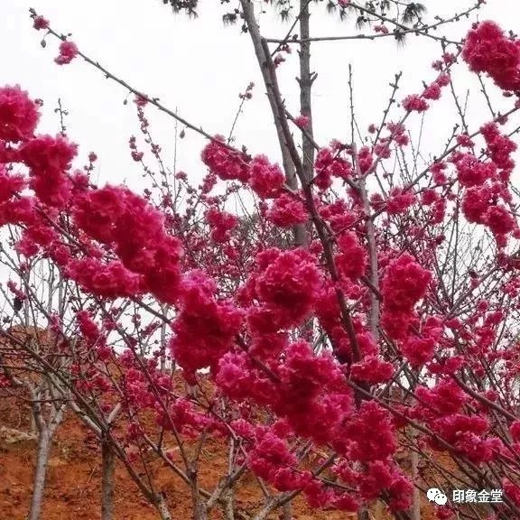 金堂赏花最佳地点时间,金堂赏花之梨花篇