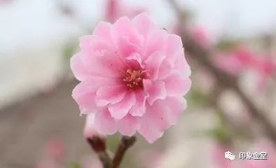 金堂赏花最佳地点时间,金堂赏花之梨花篇