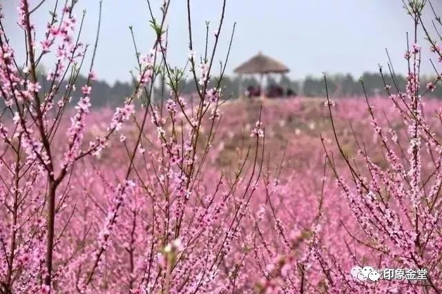 金堂赏花最佳地点时间,金堂赏花之梨花篇