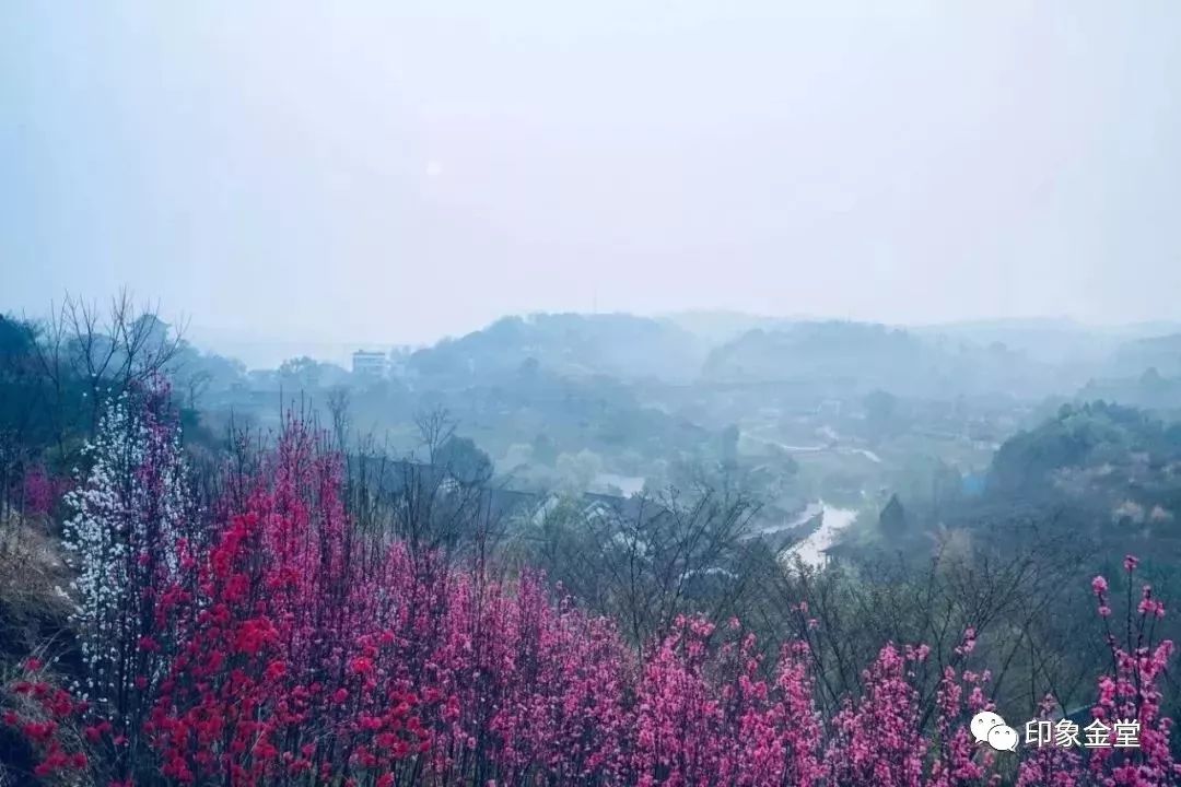 金堂赏花最佳地点时间,金堂赏花之梨花篇