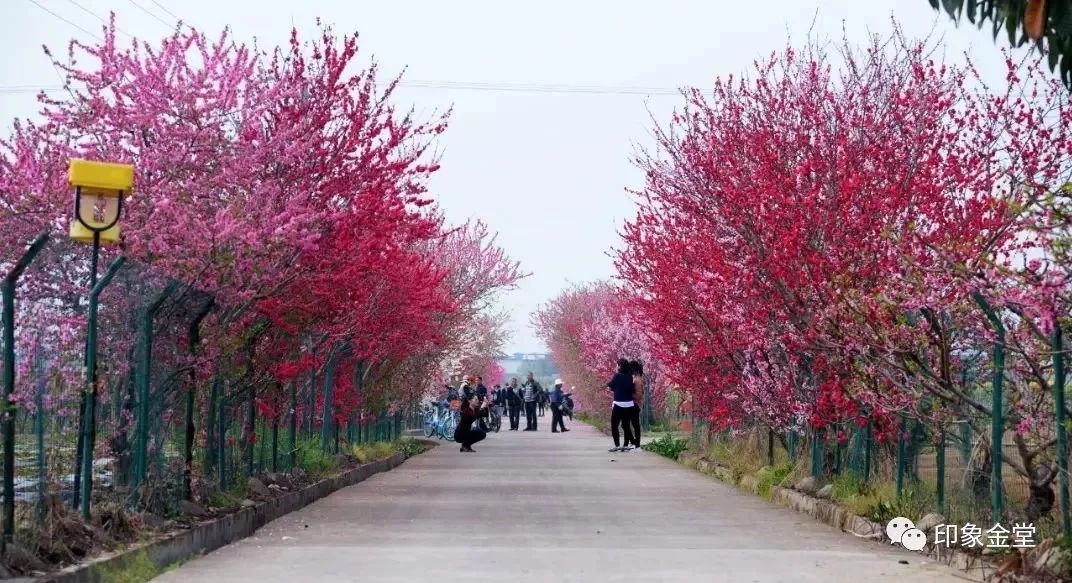 金堂赏花最佳地点时间,金堂赏花之梨花篇
