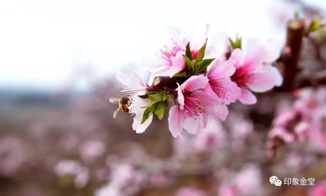 金堂赏花最佳地点时间,金堂赏花之梨花篇