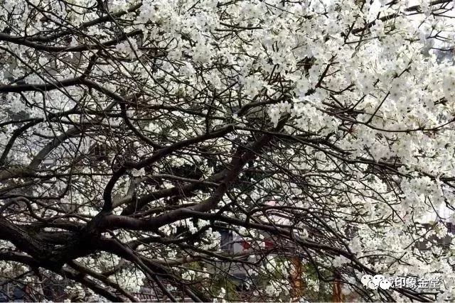 金堂赏花最佳地点时间,金堂赏花之梨花篇