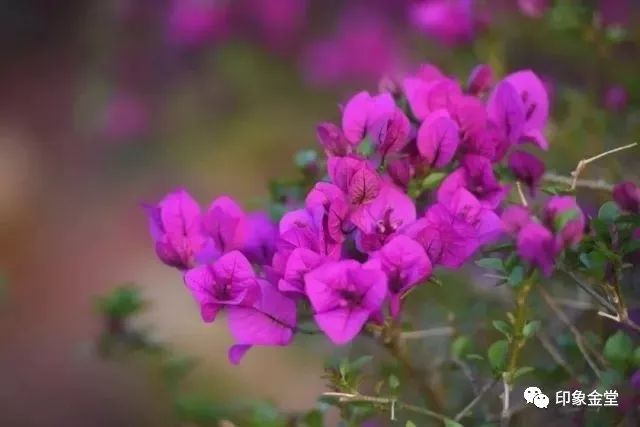 金堂赏花最佳地点时间,金堂赏花之梨花篇